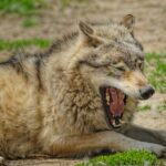 A yawning gray wolf lying on the ground, showcasing its fangs in a natural setting.