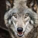 Intense close-up of a wild gray wolf showcasing its piercing eyes and natural fur texture.