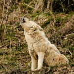 Majestic wolf howling in a natural setting, capturing the essence of the wild.